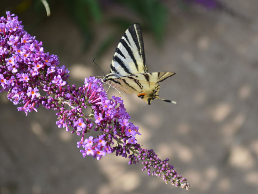  - Frumusetile De Langa Noi