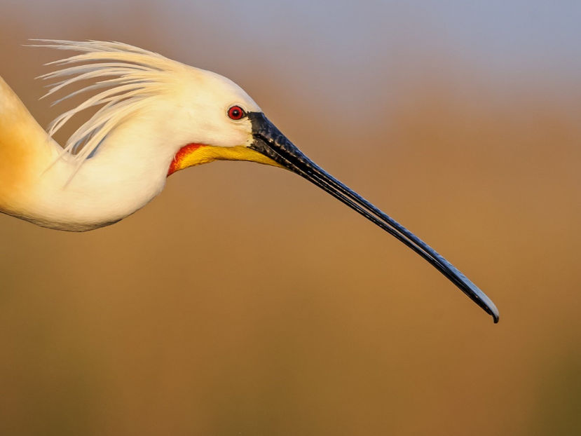  - Frumusetile De Langa Noi