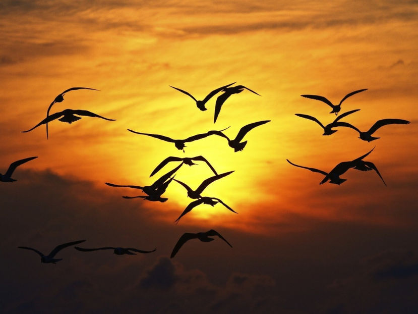  - Frumusetile De Langa Noi