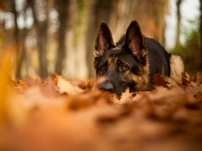  - Frumusetile De Langa Noi