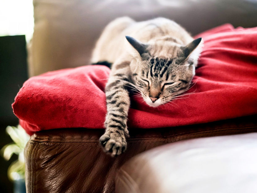  - Frumusetile De Langa Noi