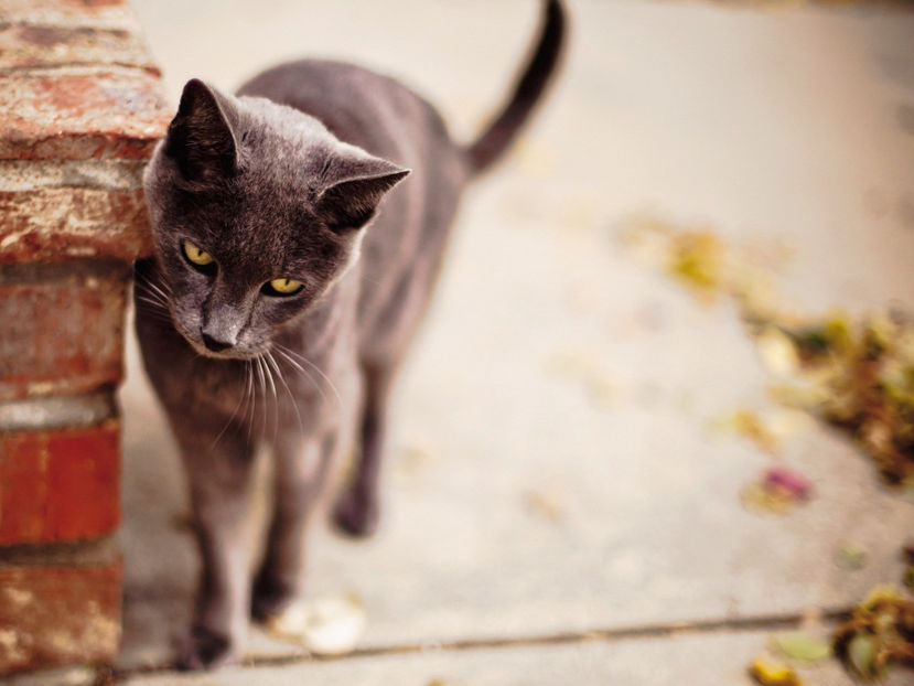  - Frumusetile De Langa Noi