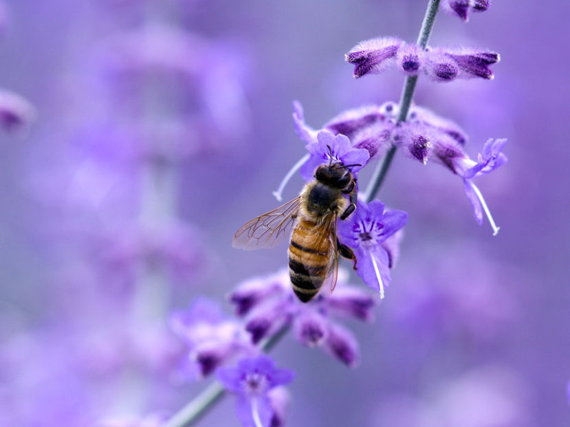  - Frumusetile De Langa Noi