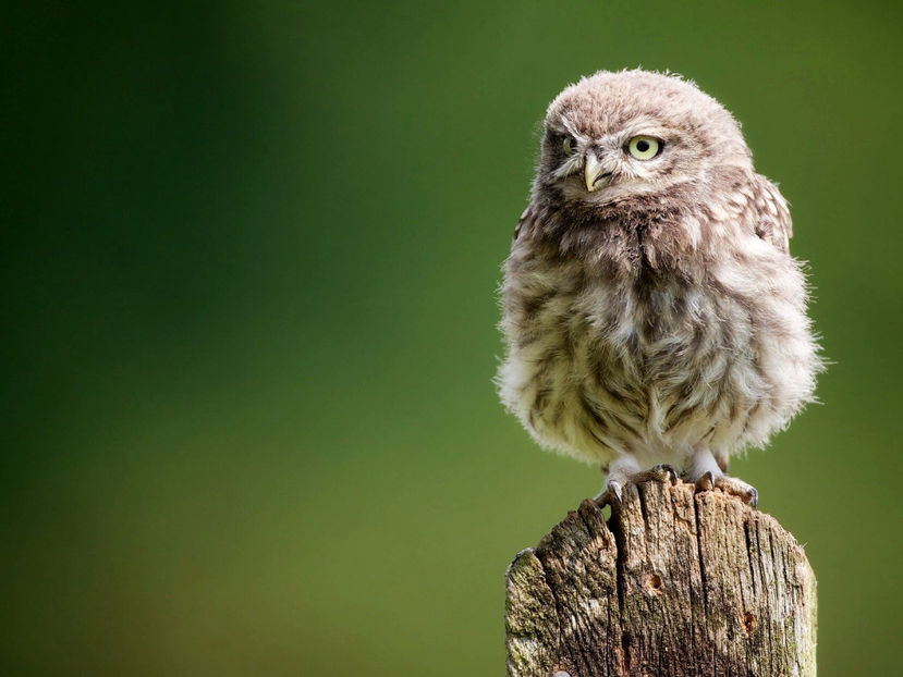  - Frumusetile De Langa Noi