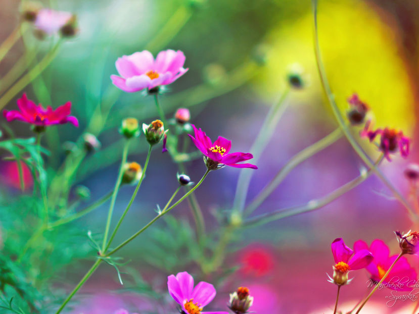  - Frumusetile De Langa Noi