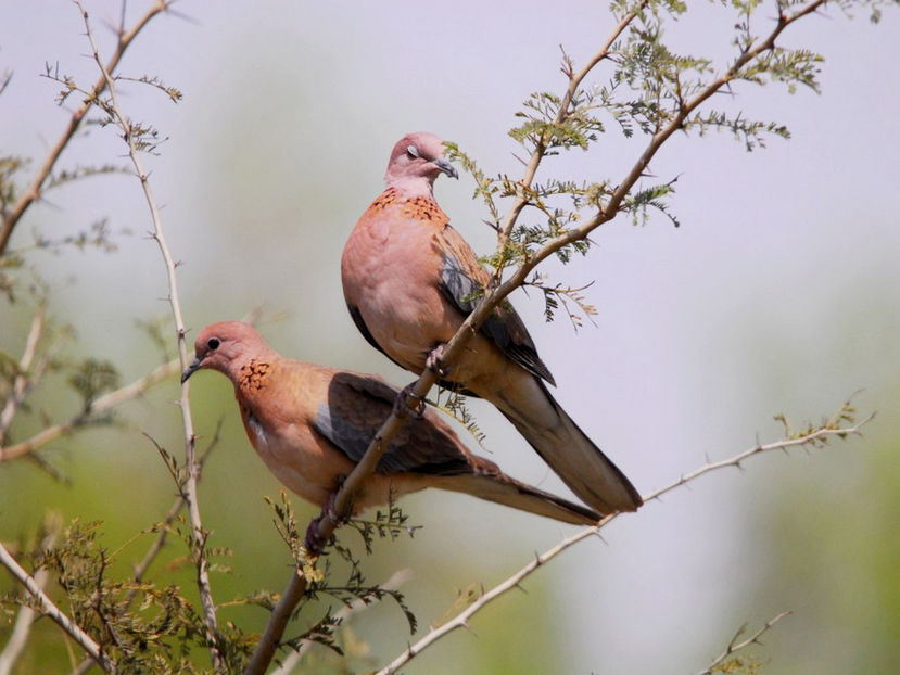  - Frumusetile De Langa Noi