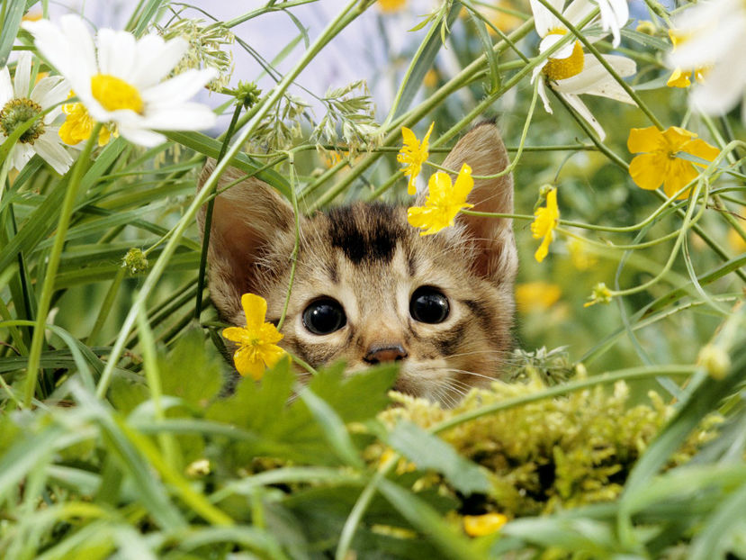  - Frumusetile De Langa Noi