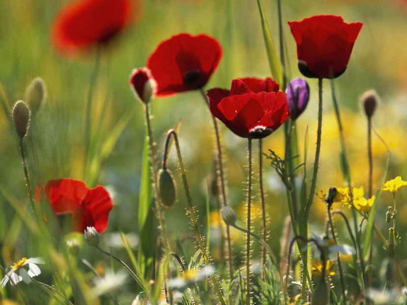  - Frumusetile De Langa Noi