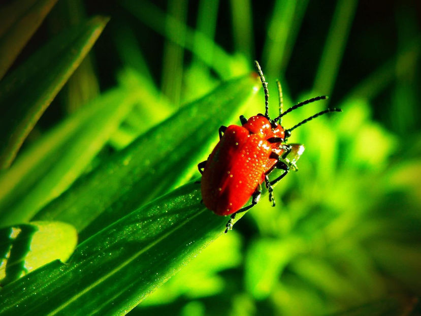  - Frumusetile De Langa Noi