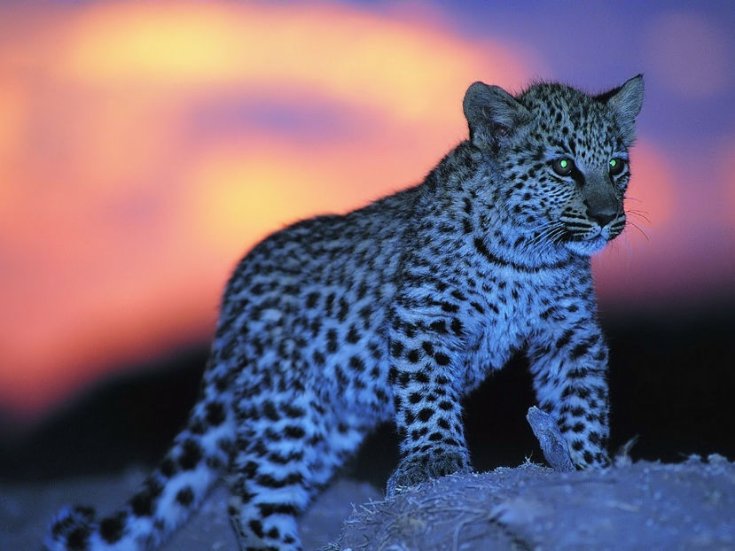  - Frumusetile De Langa Noi