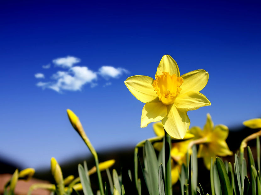  - Frumusetile De Langa Noi