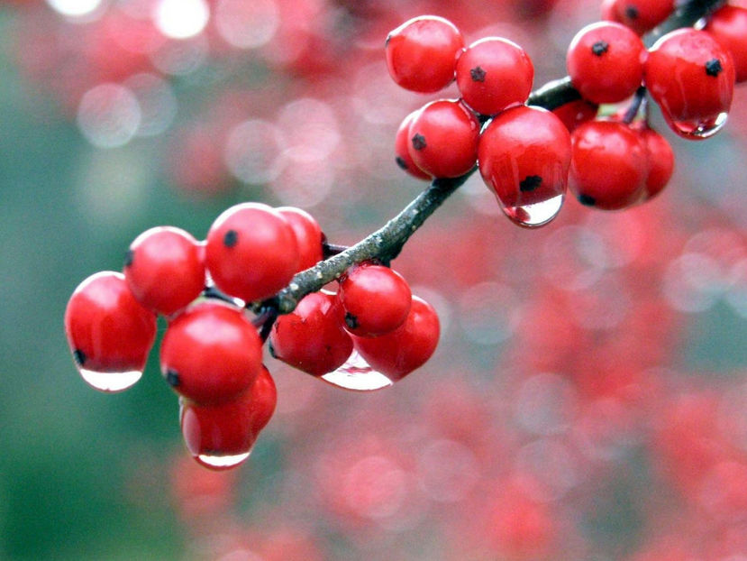  - Frumusetile De Langa Noi