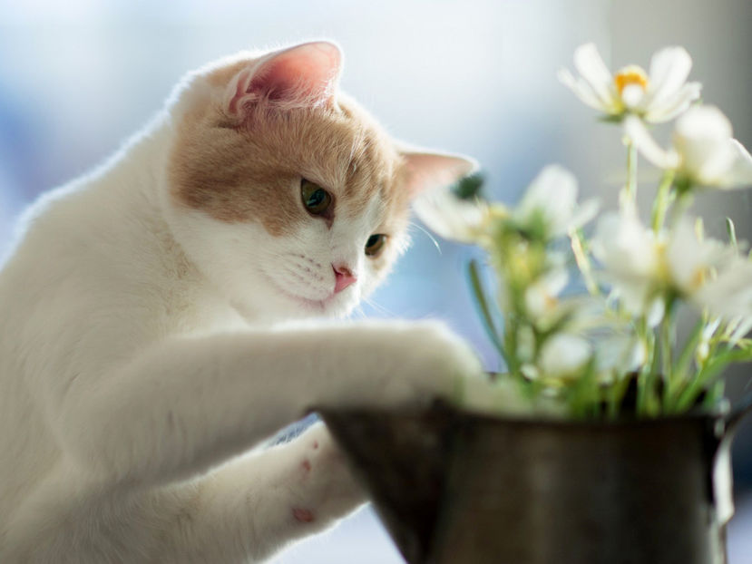  - Frumusetile De Langa Noi