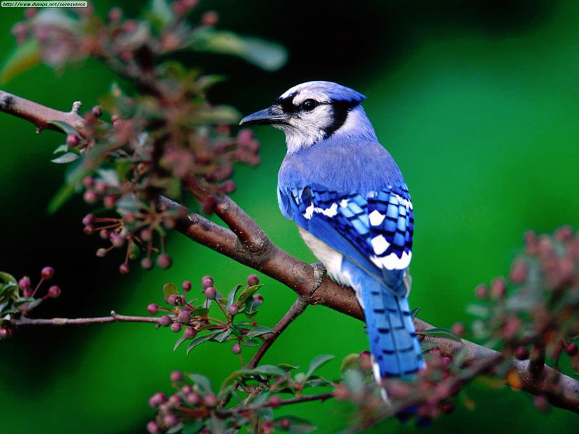  - Frumusetile De Langa Noi