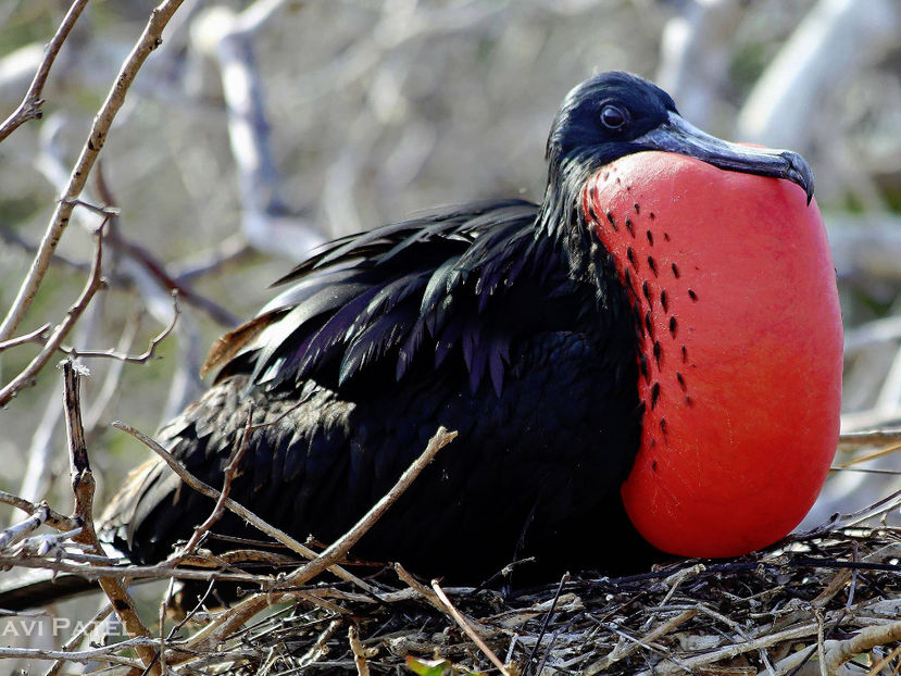  - Frumusetile De Langa Noi