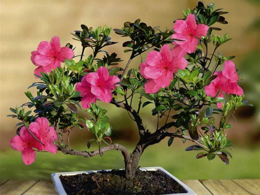  - Frumusetile De Langa Noi