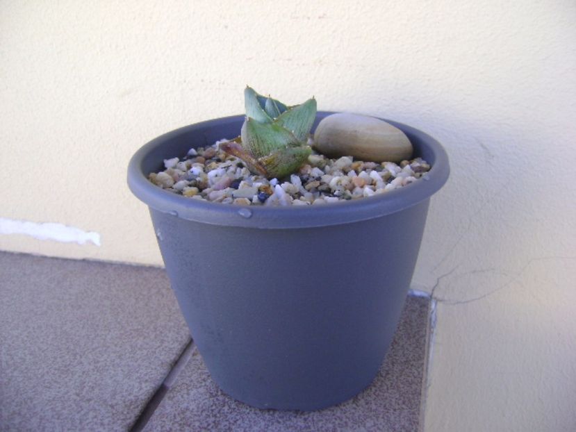 Agave pumila cv. - Agave si Yucca 2017