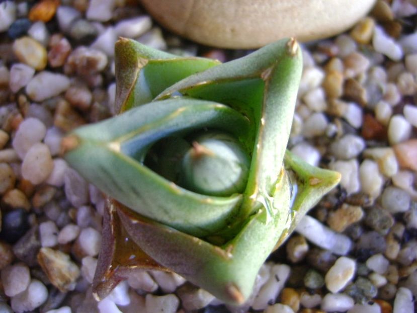 Agave pumila cv. - Agave si Yucca 2017