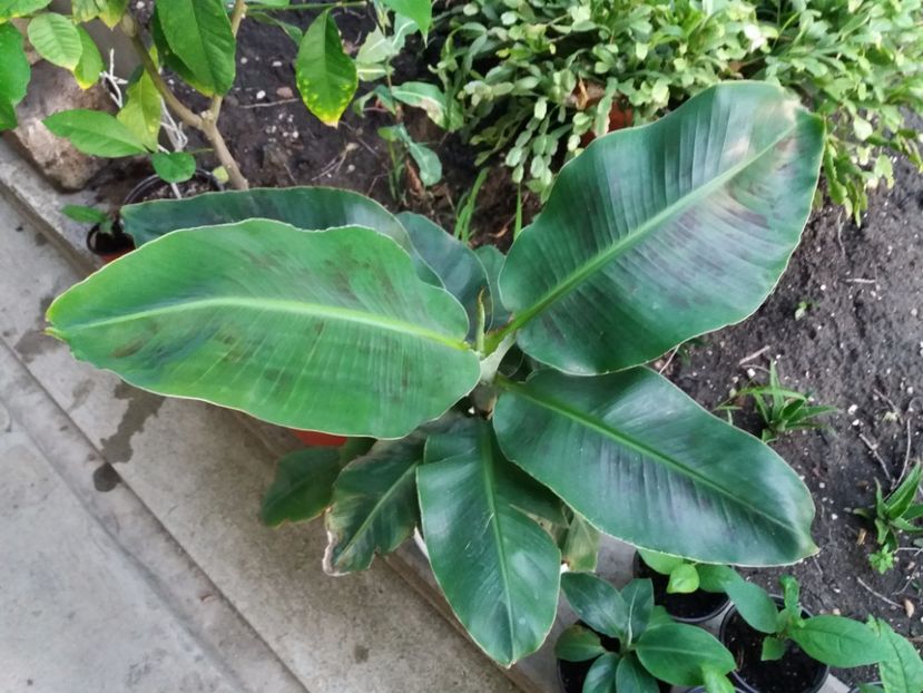 L-am mutat afara pe vara - Bananieri Dwarf Cavendish