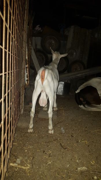 Achiziționat - Capre