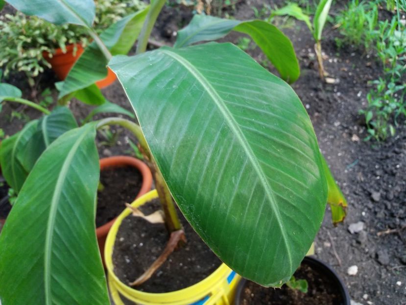 frumoasa frunza - Bananieri Musa Orinoco