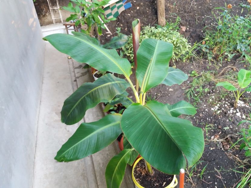 mai creste inca - Bananieri Musa Orinoco