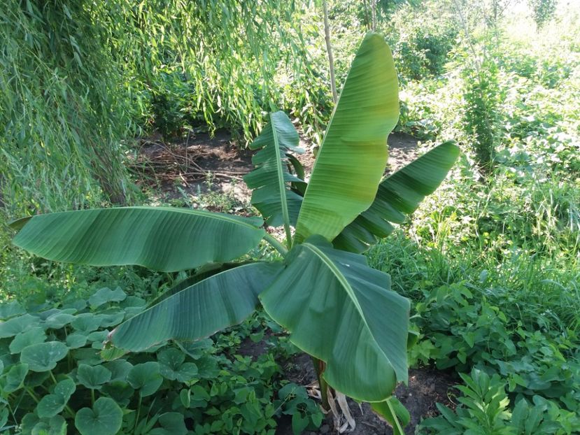 A crescut foarte bine - Bananieri Din Seminte Musa helen s hybrid
