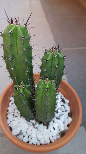  - Cactus 2 Polaskia chichipe