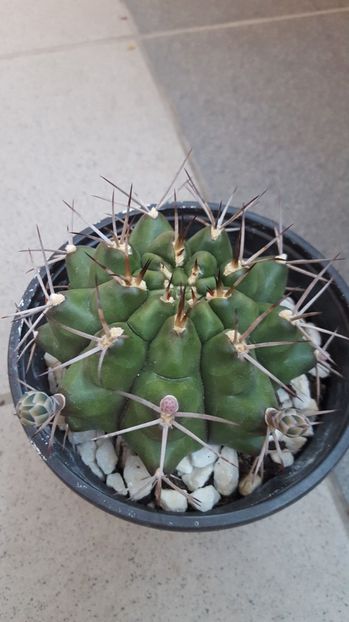  - Gymnocalycium schickendantzii