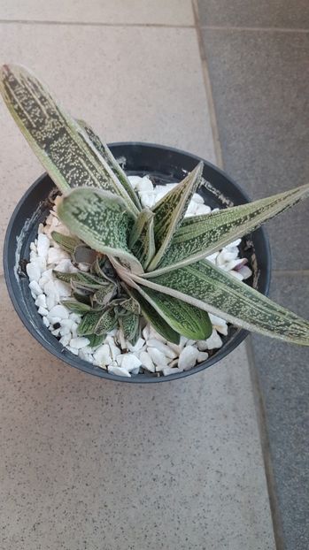  - Gasteria  Little Warty