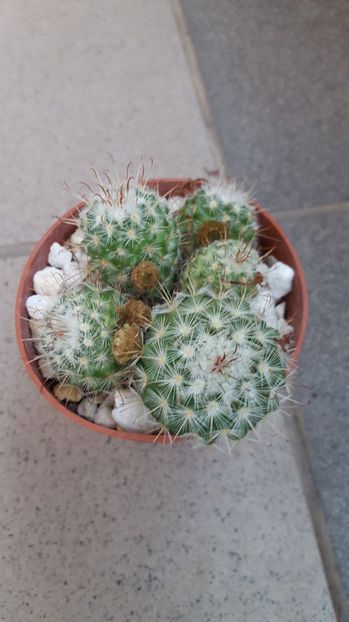  - Mammillaria bombycina