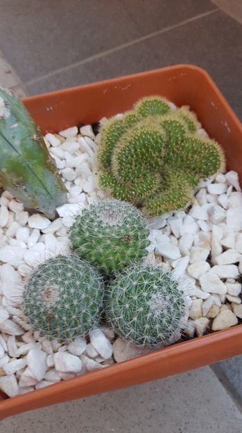  - Mammillaria sp