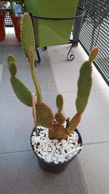  - Opuntia microdasys subsp rufida