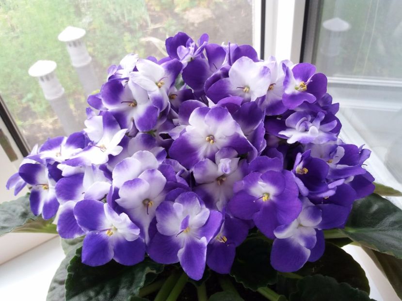 Plina de floare - Violeta Africana