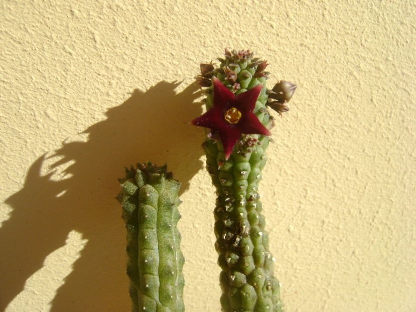 Echidnopsis repens - Stapeliade 2017