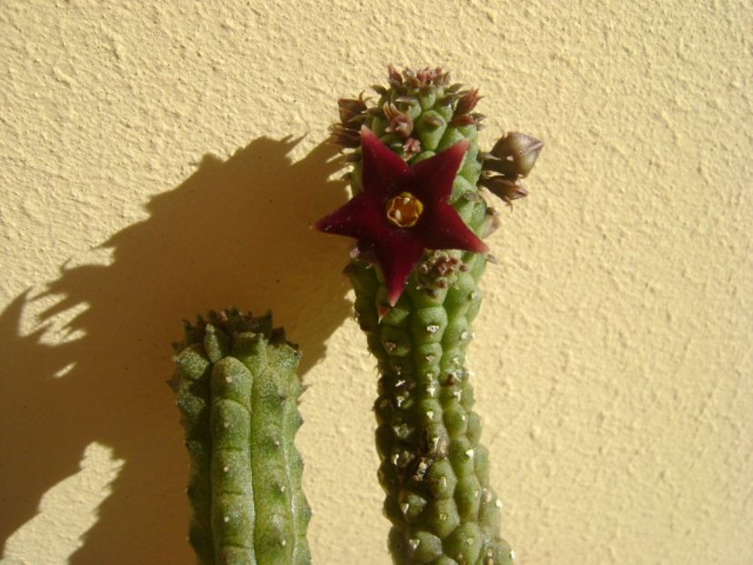 Echidnopsis repens - Stapeliade 2017