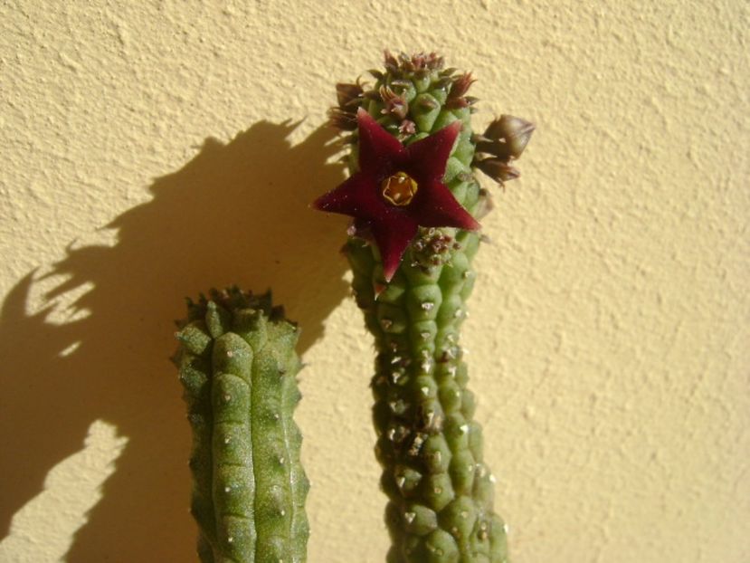 Echidnopsis repens - Stapeliade 2017
