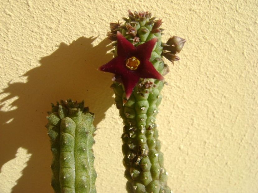 Echidnopsis repens - Stapeliade 2017