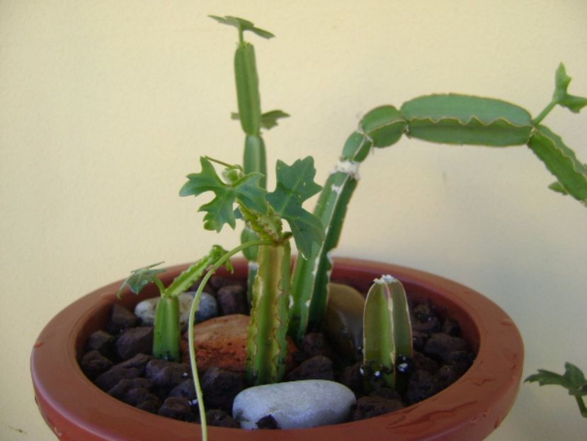 Cissus quadrangularis - Suculente 2017