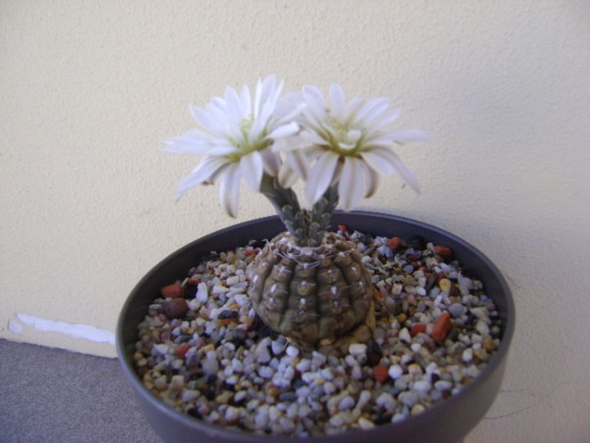 Gymnocalycium ragonesei - Cactusi 2017 Gymnocalycium