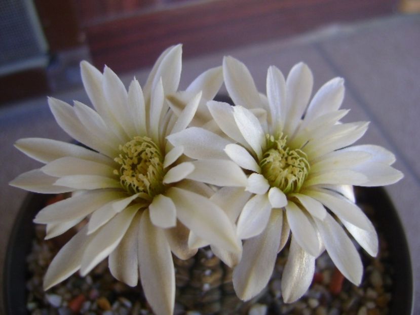 Gymnocalycium ragonesei - Cactusi 2017 Gymnocalycium