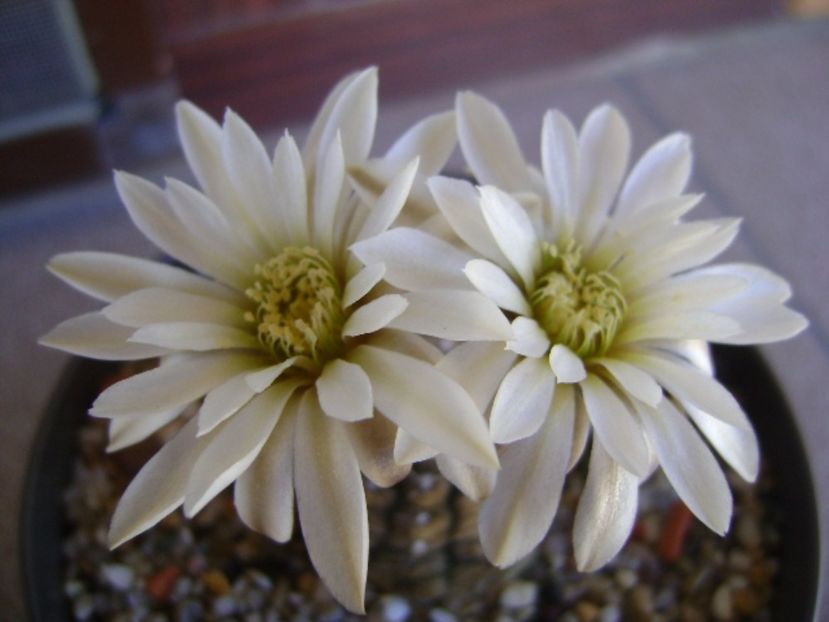 Gymnocalycium ragonesei - Cactusi 2017 Gymnocalycium
