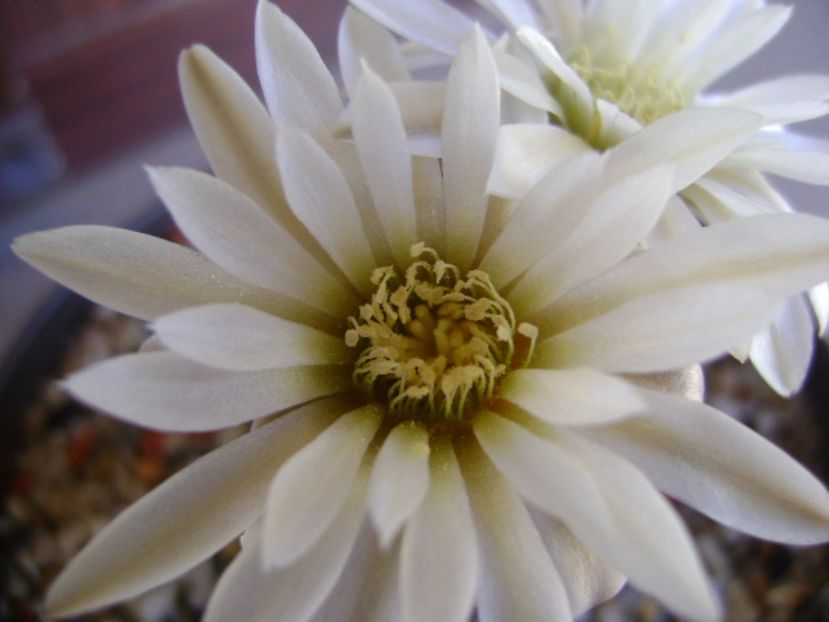 Gymnocalycium ragonesei - Cactusi 2017 Gymnocalycium
