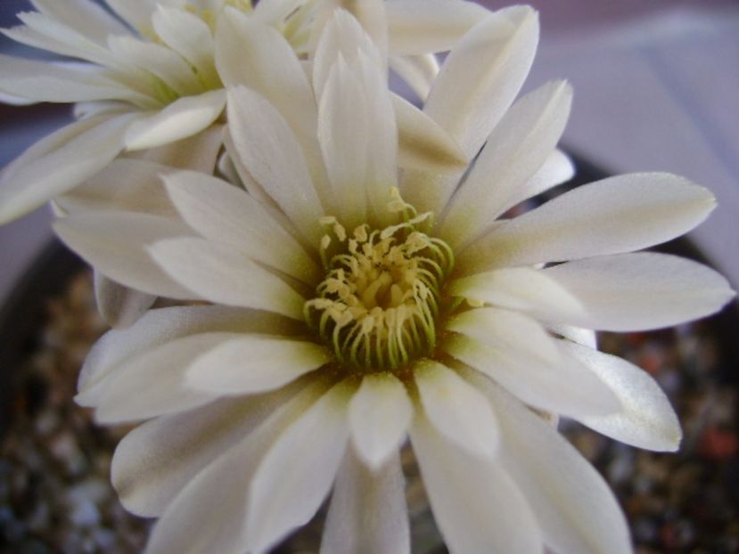 Gymnocalycium ragonesei - Cactusi 2017 Gymnocalycium