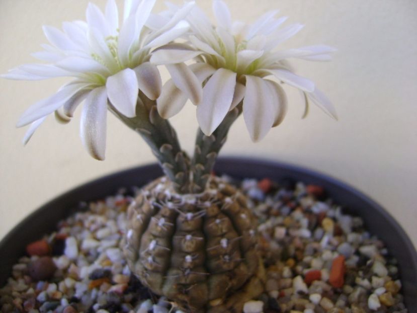 Gymnocalycium ragonesei - Cactusi 2017 Gymnocalycium