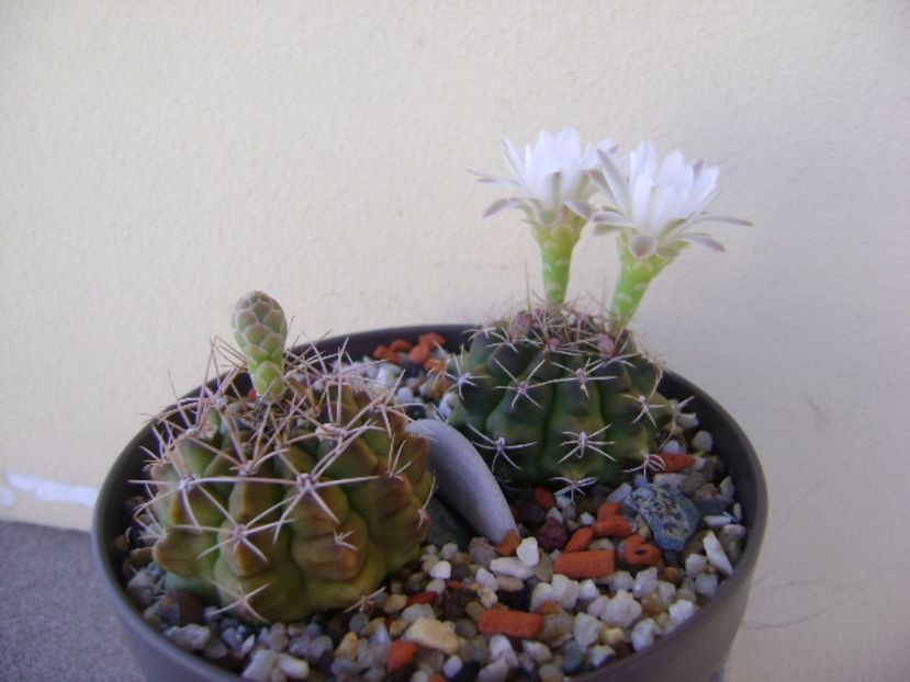 Gymnocalycium damsii v. tucavocense - Cactusi 2017 Gymnocalycium