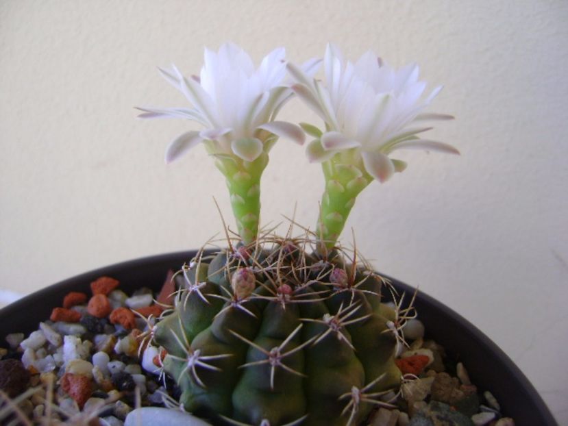 Gymnocalycium damsii v. tucavocense - Cactusi 2017 Gymnocalycium