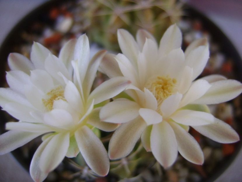 Gymnocalycium damsii v. tucavocense - Cactusi 2017 Gymnocalycium