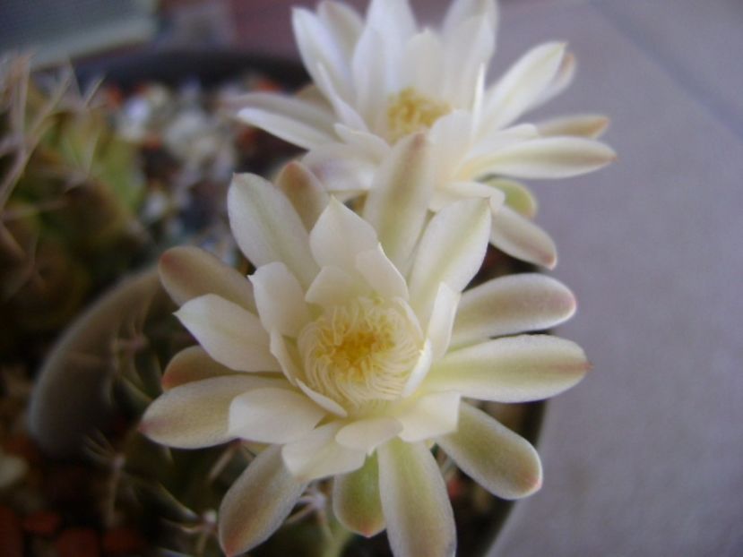 Gymnocalycium damsii v. tucavocense - Cactusi 2017 Gymnocalycium