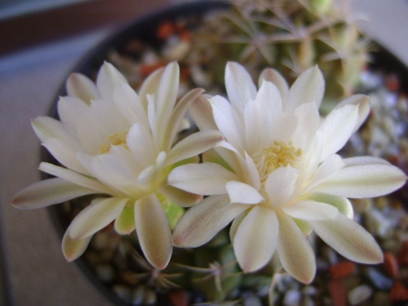 Gymnocalycium damsii v. tucavocense - Cactusi 2017 Gymnocalycium